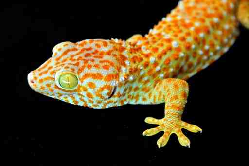 A Unique collection of Gekko gecko A Unique collection of Gekko gecko